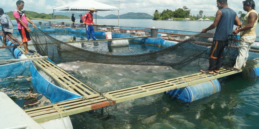 巴当艾湖区浮笼养殖作业